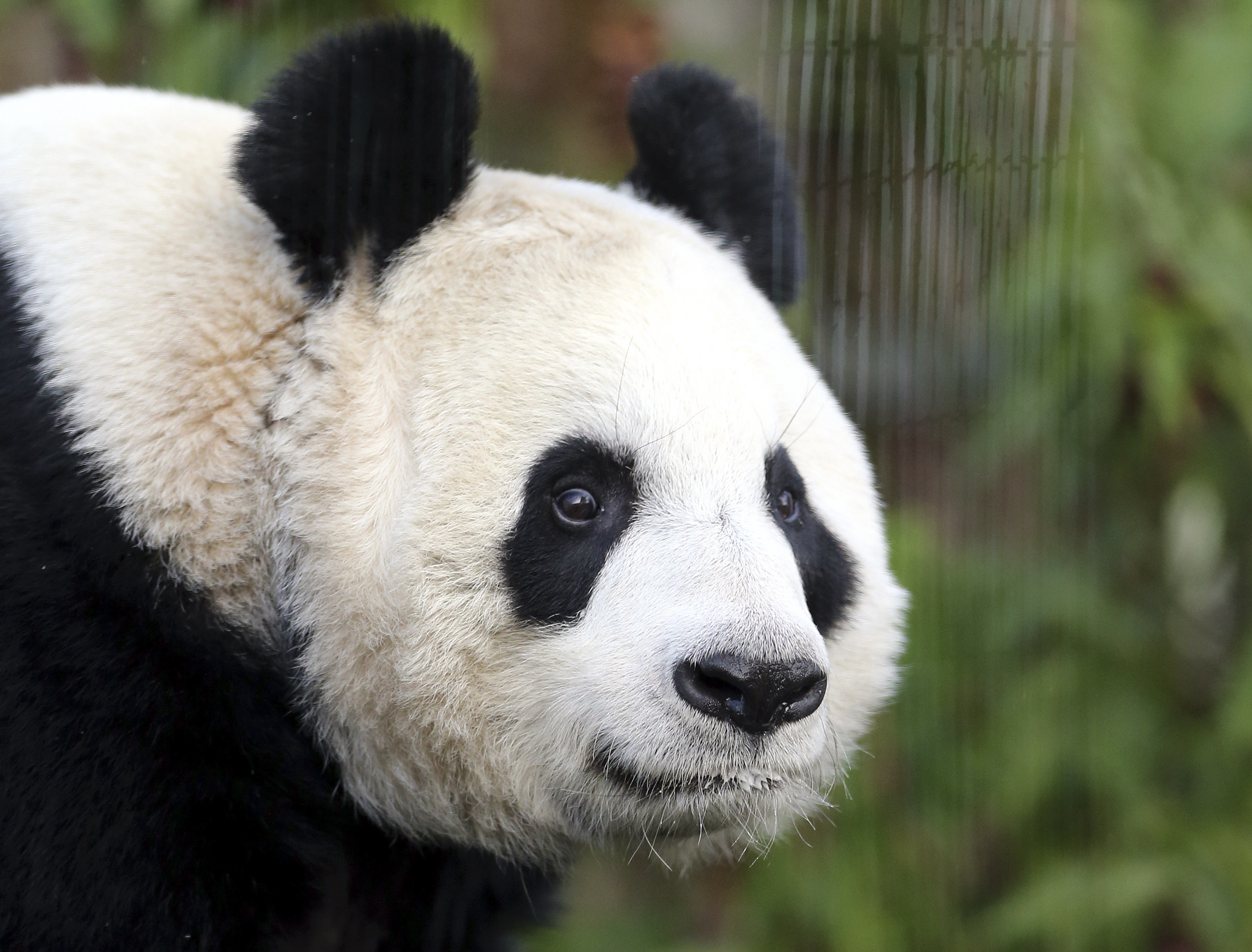 Giant panda ‘believed’ pregnant at Edinburgh Zoo