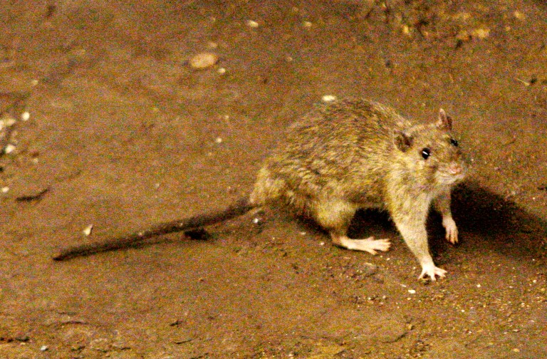 A rat moves along the ground near the subway tracks at Union Square in New York. In July 2014, New York City plans to got to war with its rat population. Financed with $611,000 from the City's budget, an army of inspectors will descend on the cityâs most rat-infested neighborhoods, targeting the parks, sewers and dumping areas where rats congregate and breed. (AP Photo/Frank Franklin II, File)

