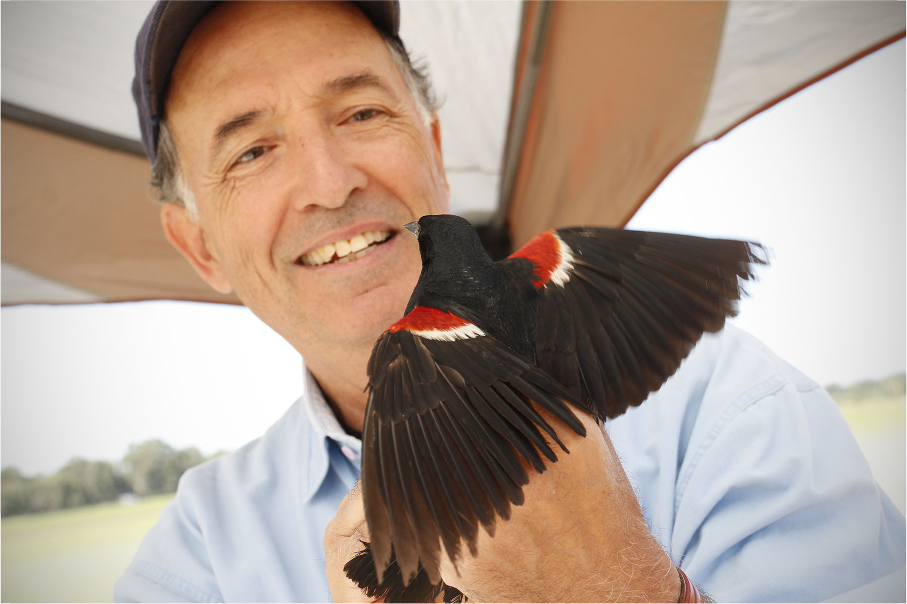 Study finds blackbird decline in California
