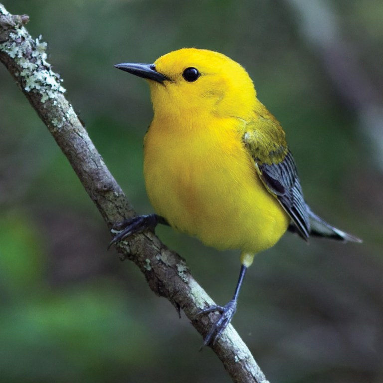 A Little Bird Told Them