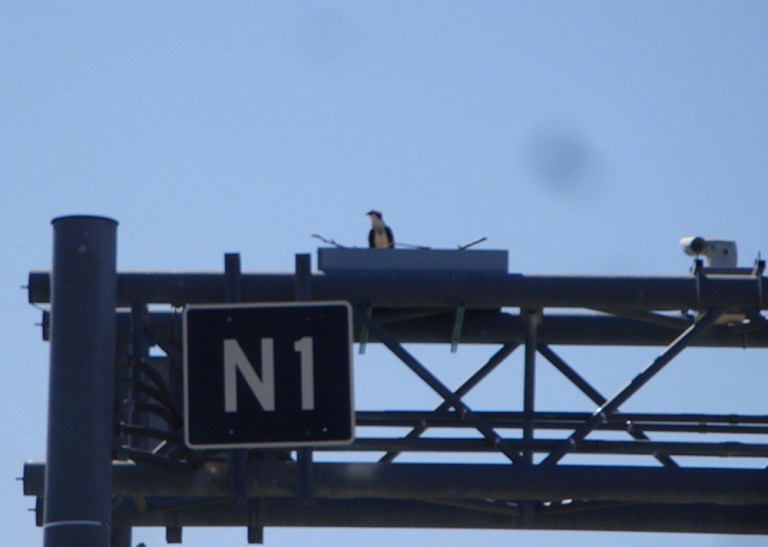 Md. installs nesting platform for osprey
