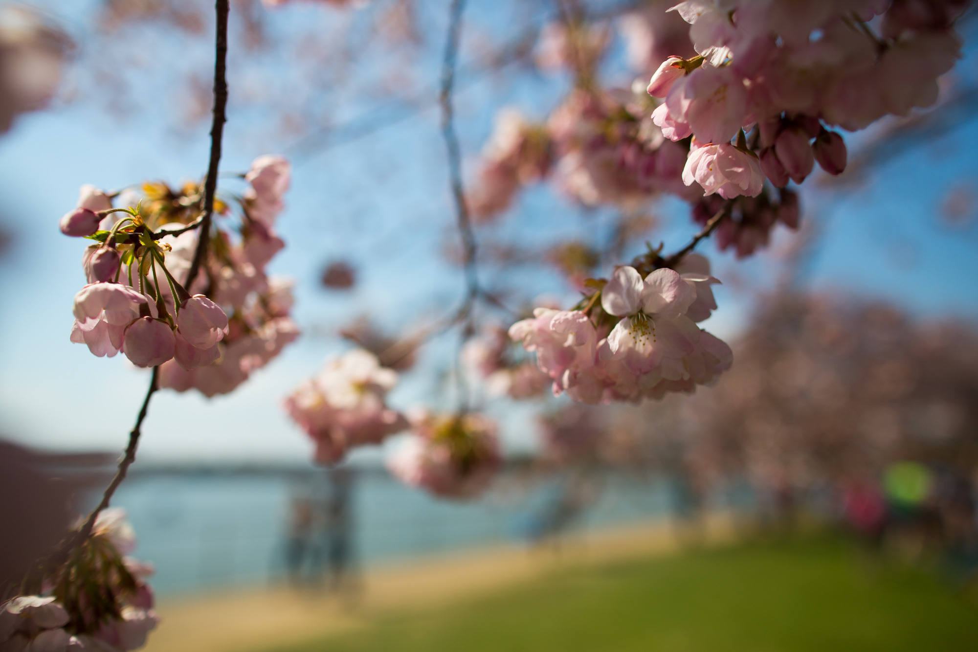 Meghan Cox Gurdon: An enchanted evening amid the cherry trees