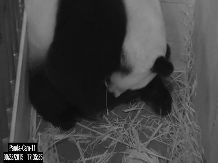 Giant panda Mei Xiang gave birth to a cub at the Smithsonian's National Zoo Aug. 22.Â (Smithsonian's National Zoo)
