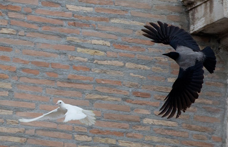 In this picture taken Sunday, Jan. 26, 2014, a dove which was freed by children with Pope Francis during his Angelus prayer, is attacked by a black crow in St. Peter's Square, at the Vatican. Animal rights groups are appealing to Pope Francis to end a practice of releasing doves over St. Peter's Square, a day after a pair of the peace symbols were attacked by a seagull and crow. The National Animal Protection Agency published an open letter Monday reminding Francis that domesticated doves are easy prey for predators like gulls living in the wild. Gulls nest atop the colonnade of St. Peter's Square, far from natural seaside habitats, but scavenge garbage for food in Rome. The agency said freeing doves in Rome is like 