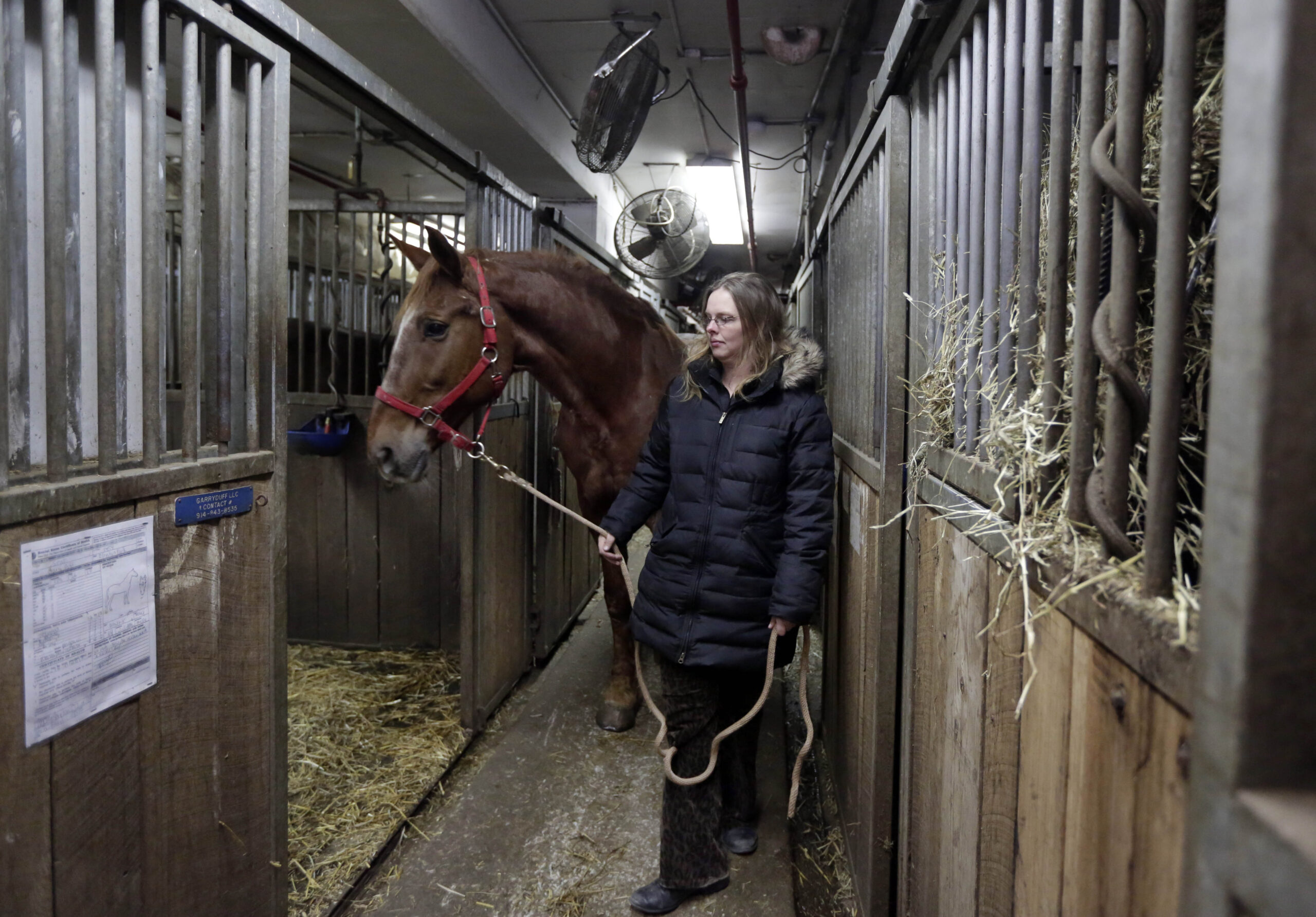 Horses’ future uncertain if NYC carriage rides end
