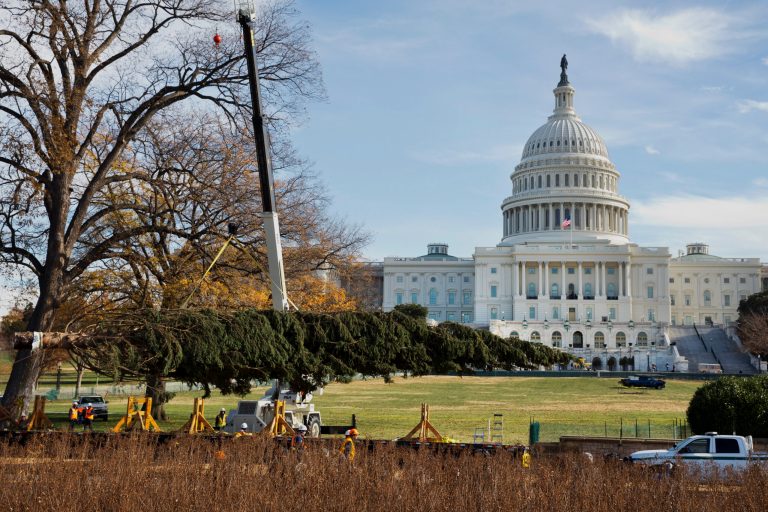 The 2013 Capitol Christmas Tree, an 88-foot-tall Engelmann spruce from Colville National Forest in northeast Washington State, is lifted from a flat bed truck as it arrives on Capitol Hill in Washington, Monday November 25, 2013. The tree will be decorated with over 5,000 homemade ornaments and lit in early December. (AP Photo/Jacquelyn Martin)
