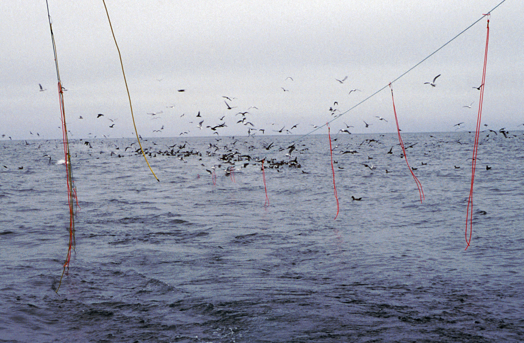 New fishing rule protects endangered seabird