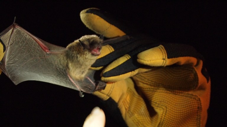 Throughout the summer, wildlife biologists conduct nighttime surveys to learn more about the many bats that live in the Coconino National Forest. Scientists gather information about species, population, and habitat. This bat from the genus Myotis is having its wing examined. (USDA Forest Service,Â Coconino National Forest)