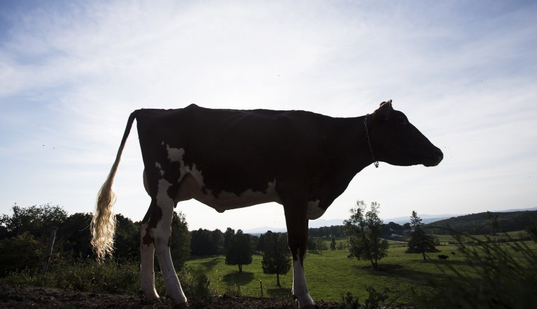 A cow stands at the Lookout dairy farm in North Hatley, Quebec, Canada on Wednesday, Sept. 5, 2018. Talks between the U.S. and CanadaÂ resumed againÂ Wednesday in Washington, and willÂ continue ThursdayÂ as the nations push to reach a deal to update the 1994 accord amid President Trump's threats to move on without Canada. Dairy is one of the core remaining issues. 