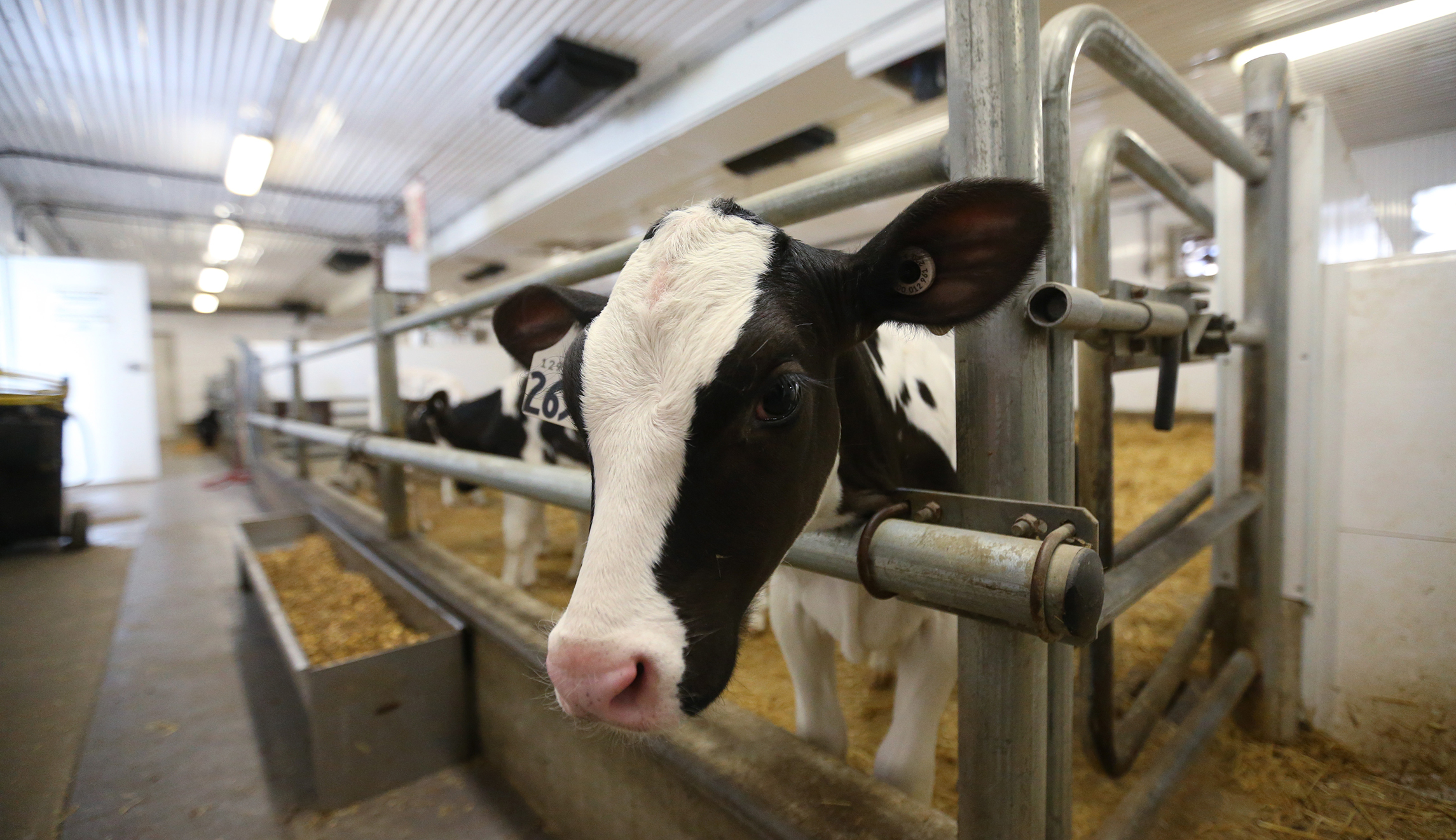Milk is the remaining obstacle to a Canada trade deal, Trump adviser Larry Kudlow says
