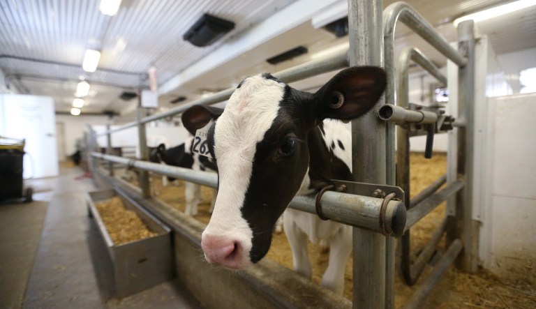 Holstein calves, between one week and one month old, stand in a pen at a dairy farm in Manitoba, Canada.