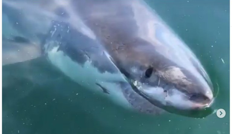 A great white shark is seen off the coast of Massachusetts.