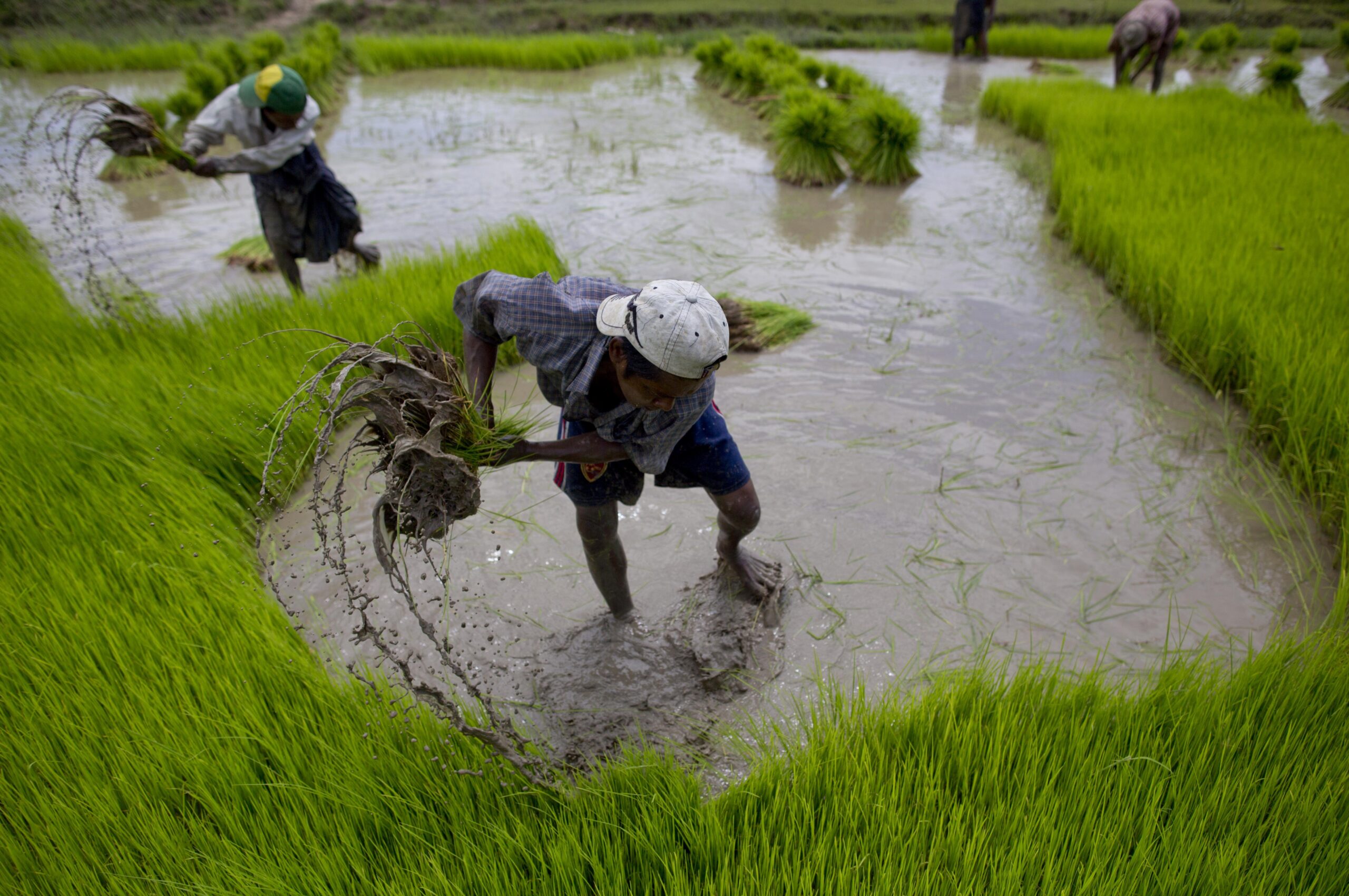 AP PHOTOS: Planting rice traditionally in Myanmar