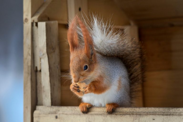 Squirrels nabbed from Moscow’s parks, sold as pets