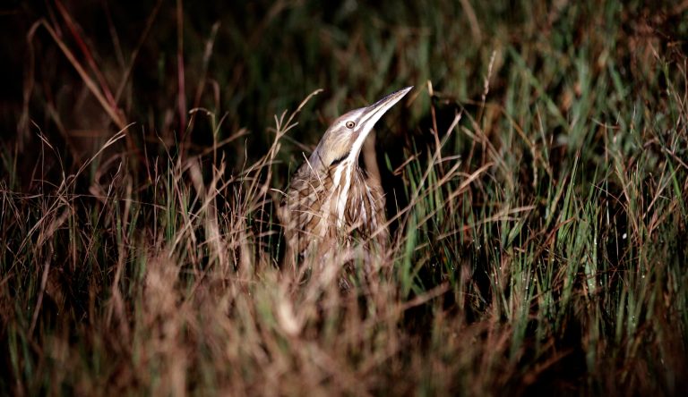   In this Monday, Dec. 17, 2012 photo, an American bittern hides in the grass during an annual 24-hour Christmastime ritual to count birds along the Texas Gulf Coast in Mad Island, Texas. The data collected, with the help of more than 50 other volunteers spread out into six groups across the 7,000-acre Mad Island preserve, will be regionally and nationally analyzed, landing in a broad database that includes results from hundreds of other bird counts going on nationally during a two week period. What began 113 years ago as an Audobon Society protest to annual bird hunts that left piles of carcasses littered in different parts of the country now helps scientists understand how birds react to short-term weather events, such as drought and flooding, and seek clues on how they might behave as temperatures rise and climate changes. (AP Photo/David J. Phillip)  