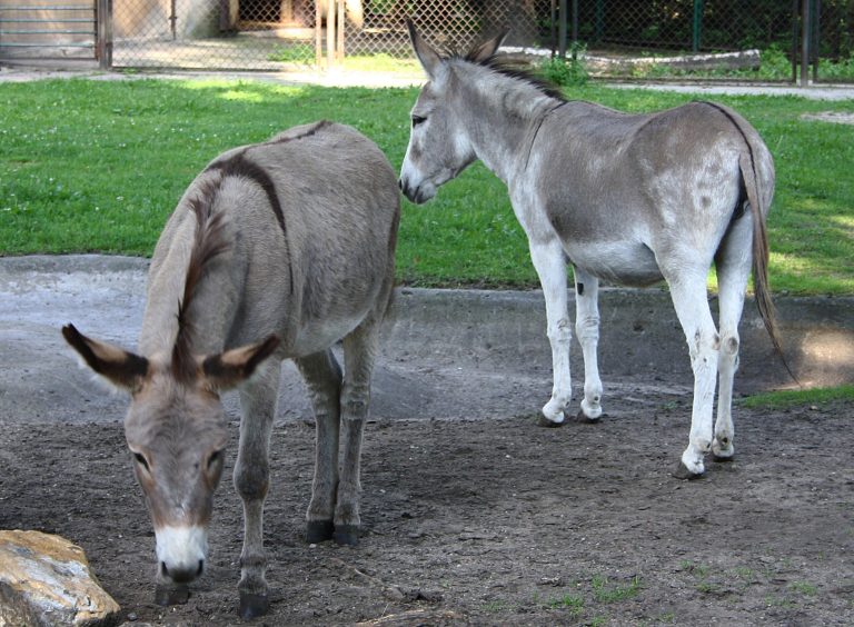 FILE - In this file photo from Aug. 11, 2010, two donkeys, Napoleon, left, and Antosia, stand near each others at a zoo in Poznan, Poland. The two were separated recently because of an outcry over their lovemaking, but have been reunited. The couple, together for 10 years, got into trouble when mothers expressed outrage that children had to witness their mating. (AP Photo/Joanna Piechorowska, File)