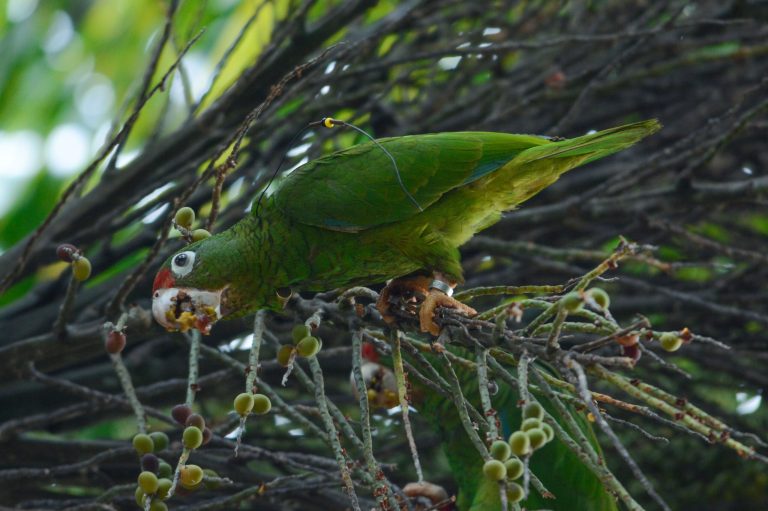 Official: Puerto Rico parrot births mark comeback