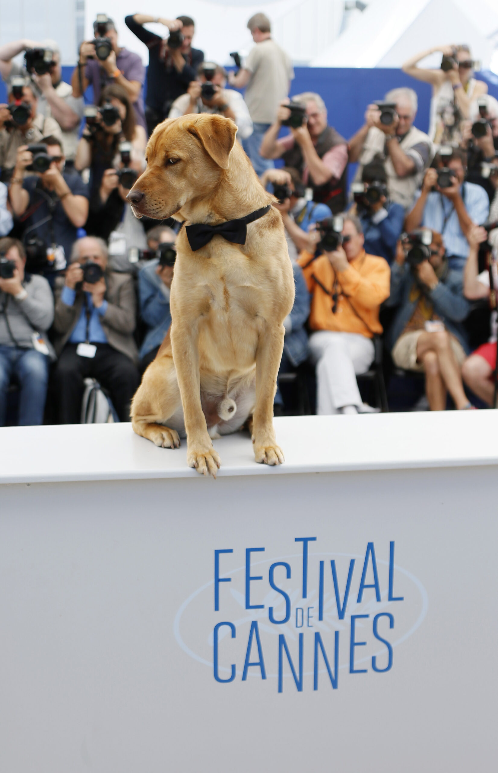 CANNES WATCH: Bloody year for animals in film