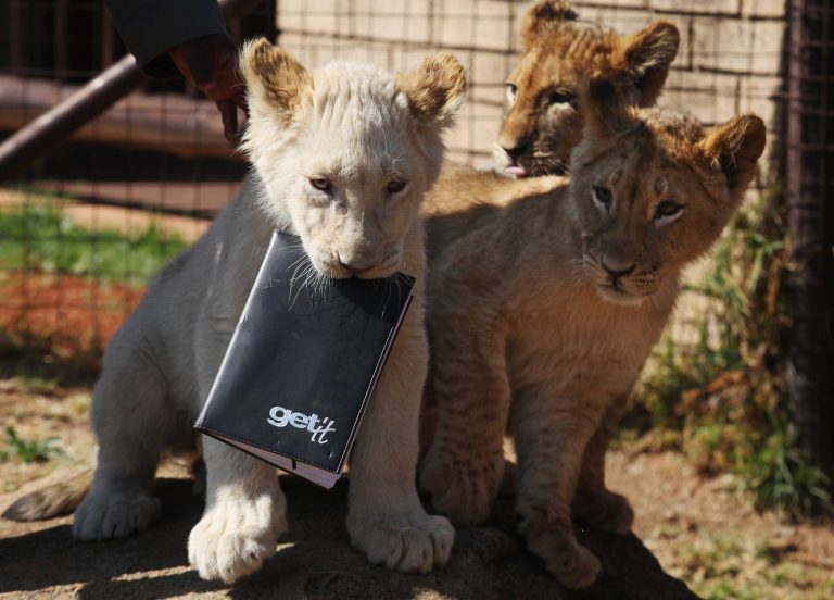 A white lion cub holds a notebook in his mouth, as three sibling cubs are introduced to the public, at the Johannesburg Zoo, South Africa, Wednesday, Aug. 27, 2014. Three playful lion cubs made their public debut Wednesday, pouncing their way into a large enclosure at the Johannesburg Zoo. Their arrival heralds a new generation of lions at the zoo, which hasn't successfully bred the king of the jungle in five years. (AP Photo/Denis Farrell)