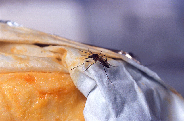   This undated handout photo provided by the Agriculture Department shows a female yellowfever mosquito probes a piece of Limburger cheese, one of few known mosquito attractants. Despite our size and technological advantages, we still can't seem to win our ancient blood battle with the pesky and lethal mosquito. In much of the nation this summer you can tell just by looking at the itchy bumps on our arms. A large section of the United States seems like it is getting eaten alive worse than usual this summer because of quirks in recent weather. It may be the worst in the Southeast, where after two years of drought when mosquito eggs laid dormant, there have been incredibly heavy rains much of the spring and summer. Rainfall in parts of North Carolina is more than two feet above normal this year. The rains have revived the dormant eggs, so the region is essentially getting three years' worth of mosquitoes in one summer. (AP Photo/Peggy Greb, USDA)  