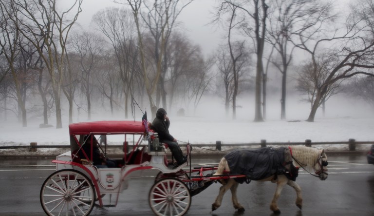 A carriage horse and driver take customers on a ride through Central Park in New York, NY, on Friday, Feb. 21, 2014. 
