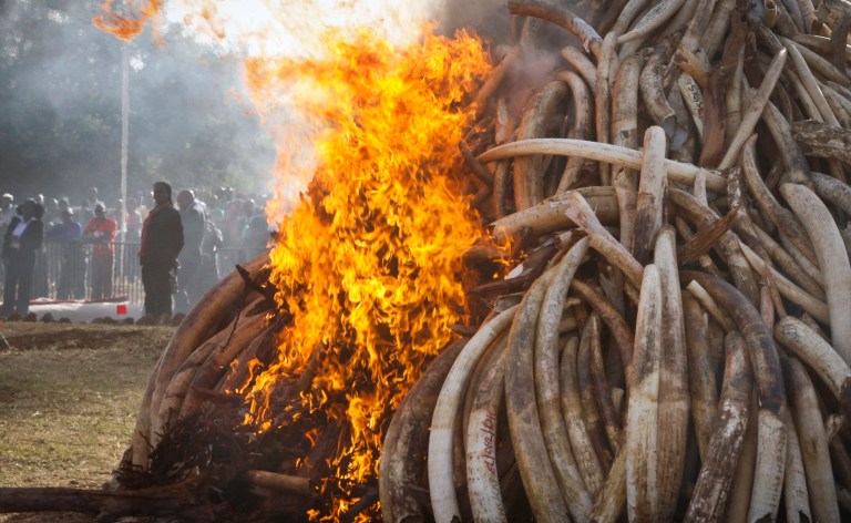 Fifteen tons of elephant tusks are set on fire during an anti-poaching ceremony at Nairobi National Park in Nairobi, Kenya, last March. Conservationists continue to struggle to curb the slaughter of elephants. China's vast consumer market drives elephant poaching across Africa. (AP Photo/Khalil Senosi-File)