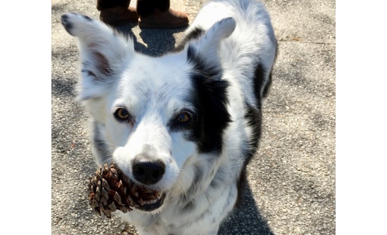 Pictured is Chaser, a border collie, known as the world's smartest dog.