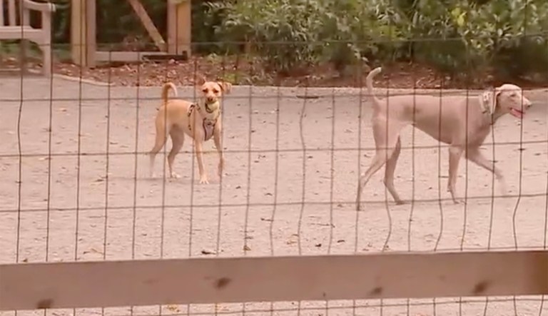 Elite DC neighborhood votes to dismantle controversial dog park