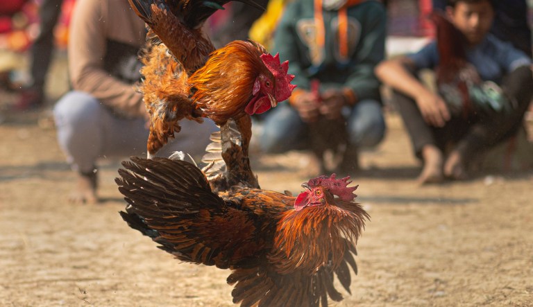 Roosters attack each other during a cockfight as part of Jonbeel festival near Jagiroad, about 75 kilometers (47 miles) east of Gauhati, India, Friday, Jan. 17, 2020.