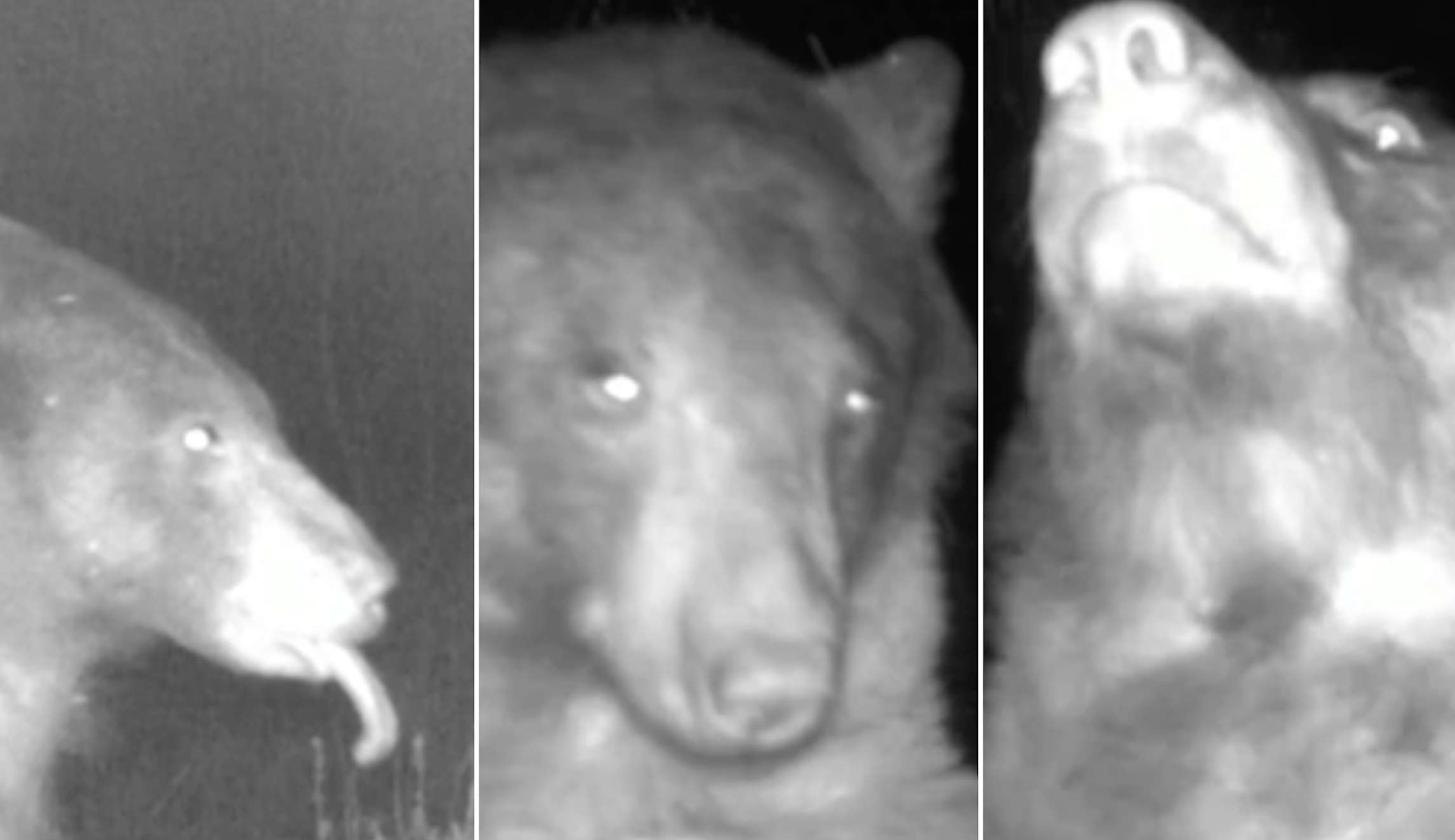 SEE IT: Colorado bear strikes a pose, takes hundreds of selfies on wildlife camera