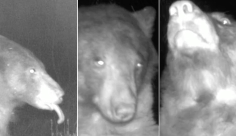 One Colorado bear took a special interest in an Open Space and Mountain Parks' trap camera that captures images when an animal steps in front of the lens.