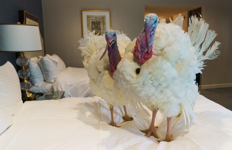 Presidential turkeys gobble up five-star accommodations before Thanksgiving pardoning