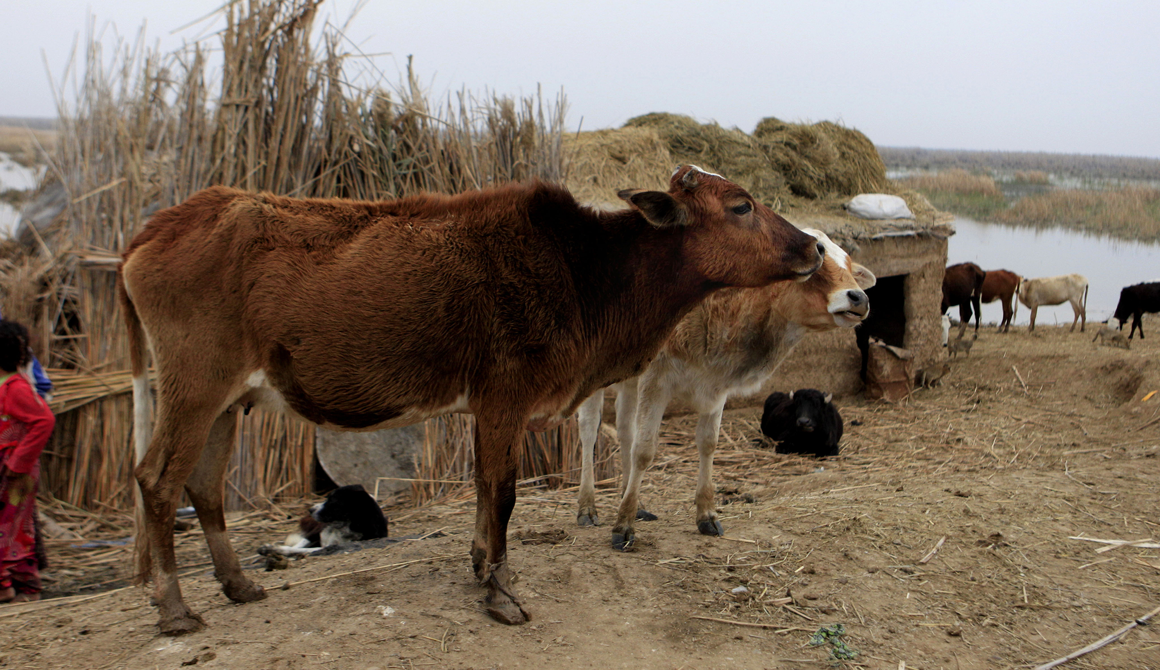 ISIS using booby-trapped cows to attack targets in Iraq