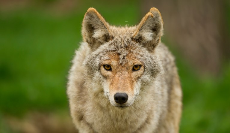 ‘Just instinct’: Man uses bare hands to kill coyote that attacked child