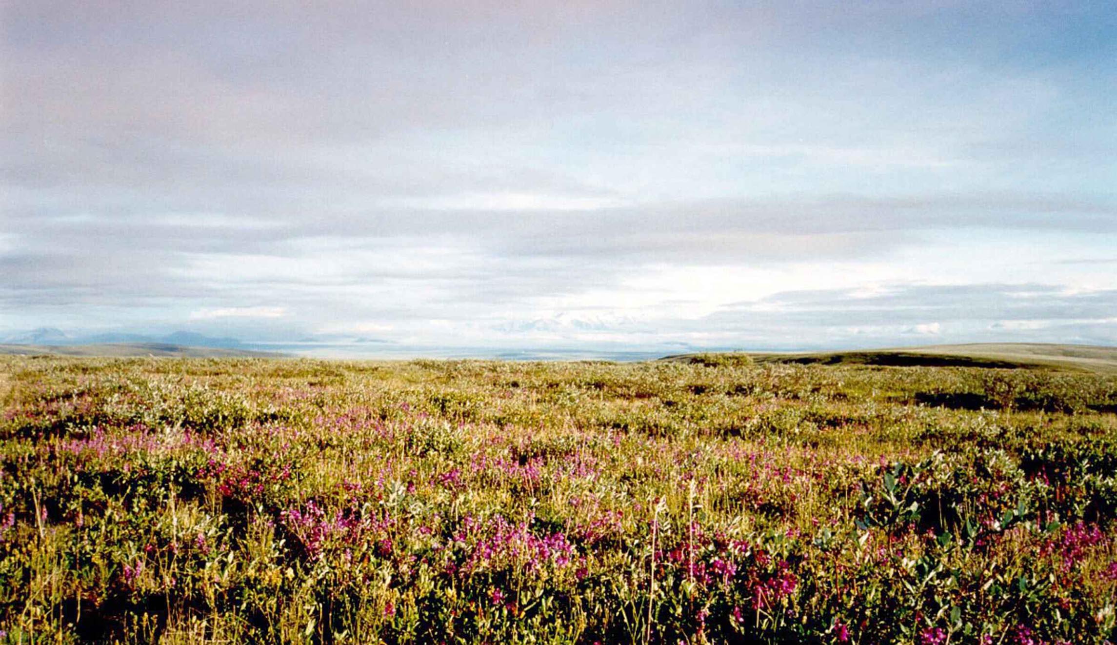Senate committee advances Republican bill to allow oil and gas drilling in Arctic wildlife refuge