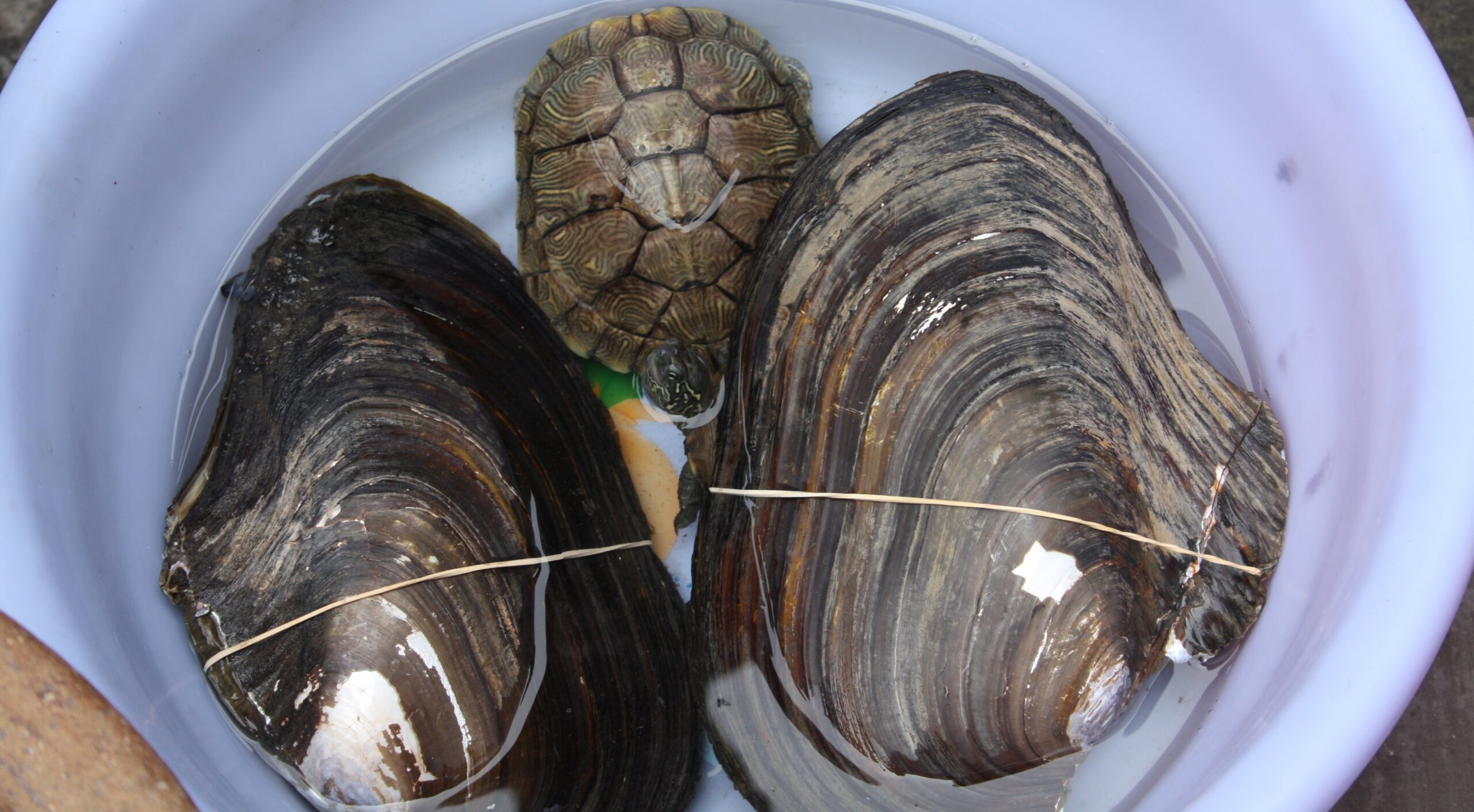 Disputed Pennsylvania endangered species bill advances