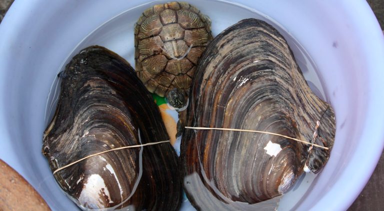 Pyle accused the Pennsylvania Game Commission and Pennsylvania Fish and Boat Commission of flouting the law in the designation of some endangered species, such as freshwater mussels.
