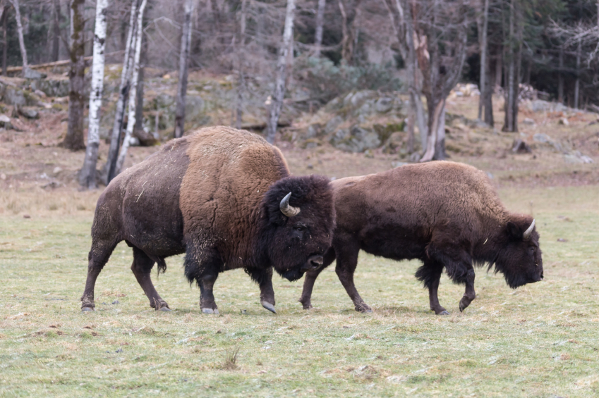Financial, professional conflicts of interest mar endangered species decisions