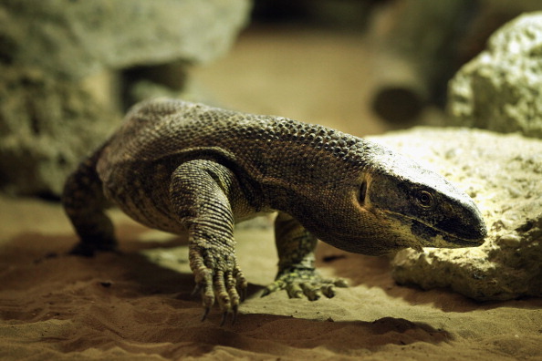 The D.C. Department of Health told an elementary school that it must remove its pet lizards, frogs and other creatures. (Getty Images)