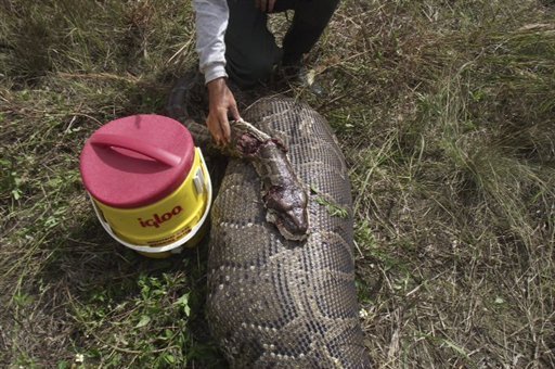 Workers are shown holding a nearly 16-foot long Burmese Python that was captured and killed in Everglades National Park, Fla., in October 2011. (AP Photo/South Florida Water Management District)