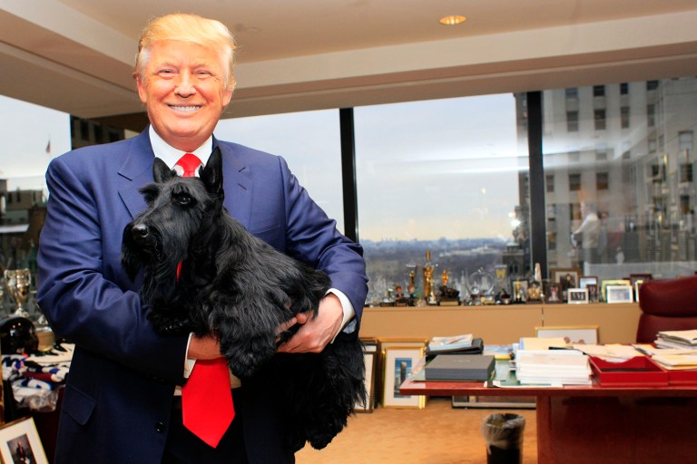 Sadie, the Scottish terrier who won the best in show title at the Westminster Kennel Club Dog Show poses for photos with Donald Trump. (AP Photo/Mary Altaffer)