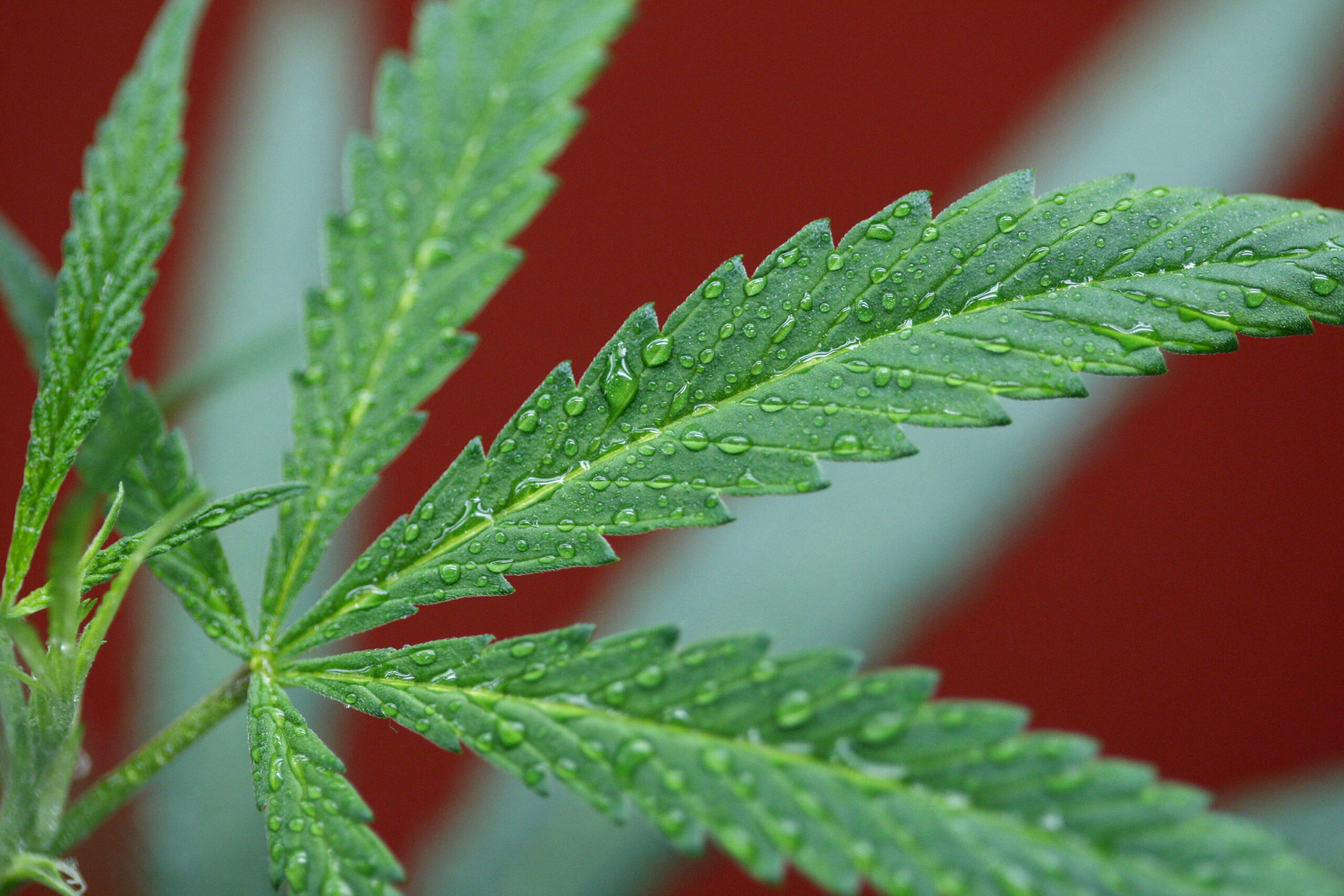 Maryland House approves medical marijuana