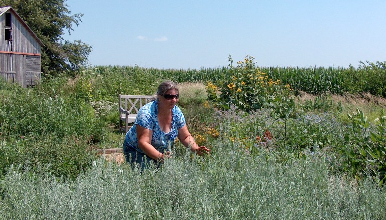 In this July 19, 2014 photo, Bethany Nagel, owner of Stone House Herb Company, inspects one of the sage beds at her place in rural Shannon, Ill. Bethany and her husband, Dave, began planting in the area seven years ago. The gardening is done without the use of chemicals. Nagel is determined to grow medicinal, culinary and ceremonial herbs in an organic and ethical way. (AP Photo/The Journal-Standard, Tony Carton)