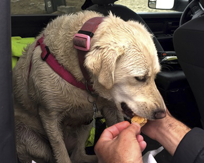 An animal rights group launched a billboard campaign on Monday accusing the Department of Veterans Affairs of illegally experimenting on dogs. (Marin County Fire Department via AP)