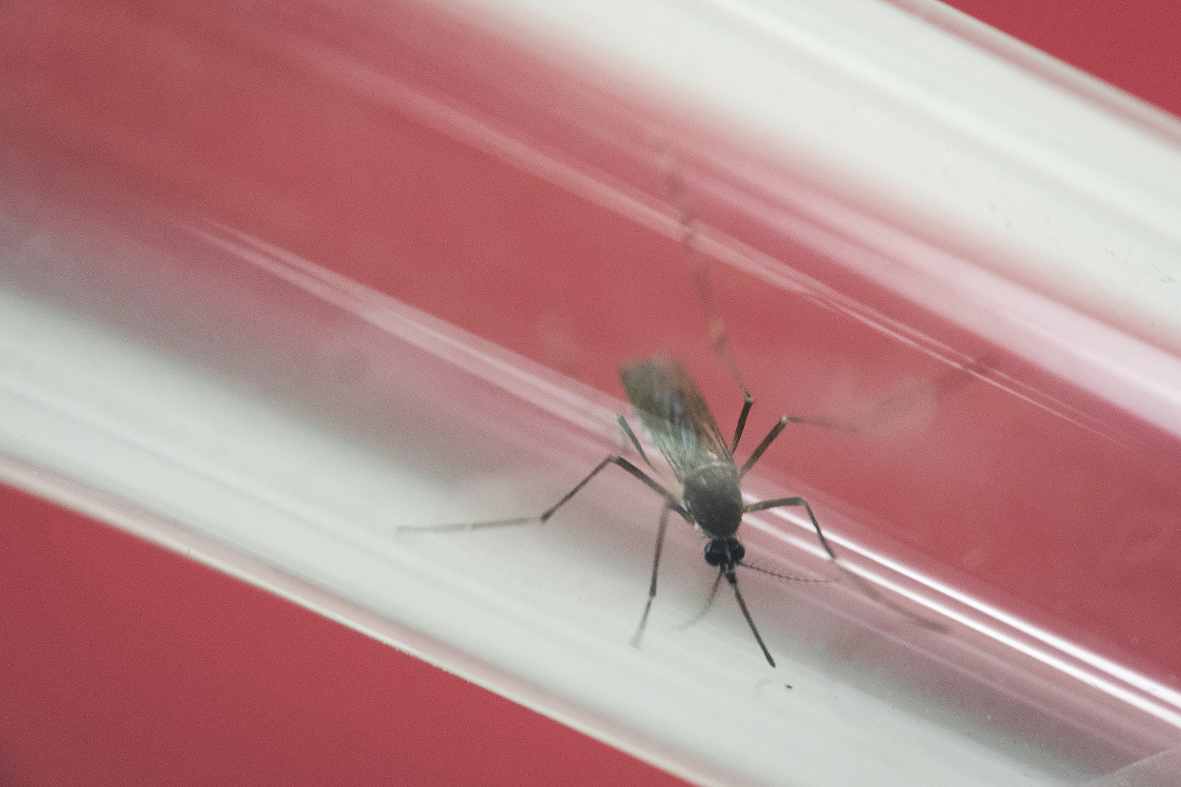 Florida Keys voters to decide on genetically altered bugs to fight Zika