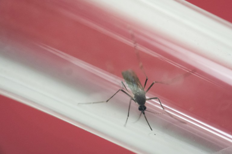 A biotech company must convince Florida Keys residents to approve the use of genetically altered mosquitoes for the first time in the U.S. to fight the Zika virus. (AP Photo/Felipe Dana, File)