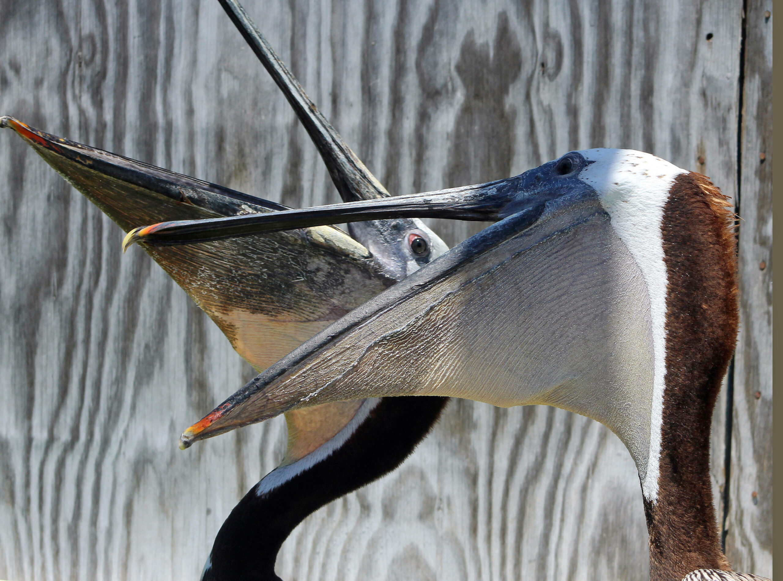 Slashed pelican recovers quickly, will be released