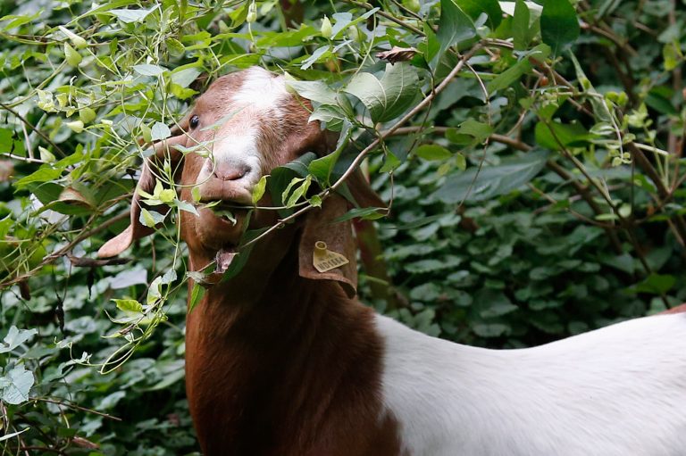   A goat grazes in the brush in a fenced off area at Congressional Cemetery in Washington, Wednesday, Aug. 7, 2013. More than 100 goats will be taking over Washington's Historic Congressional Cemetery to help clean up brush in an area away from the graves. The goats will graze 24 hours a day for six days to eliminate vines, poison ivy and weeds, while also 