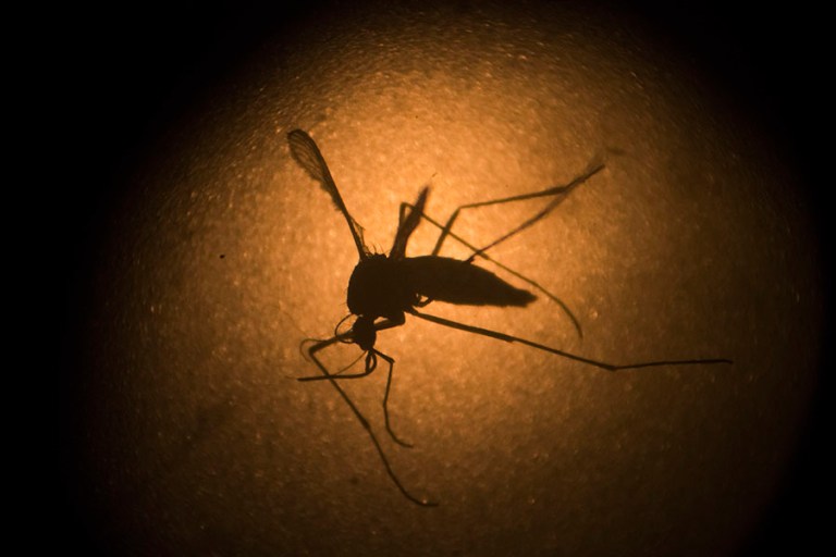 Spread through mosquitos and contact with certain bodily fluids, the Zika virus is spreading rapidly in south and central America and has been confirmed in the U.S. (AP file photo/Felipe Dana)