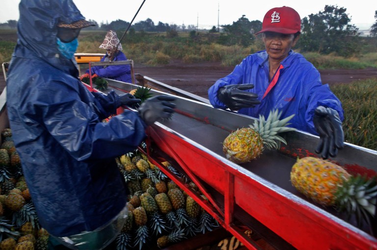 Agriculture has a long history in Hawaii, usually in large, plantation-style farms that export pineapples and other tropical fruit to the mainland and abroad. (AP Photo/Marco Garcia)